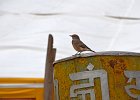 Taigavliegenvanger (Taiga flycatcher) Ficedula albicilla - Ongiin Khid 18-08-2016 (2)